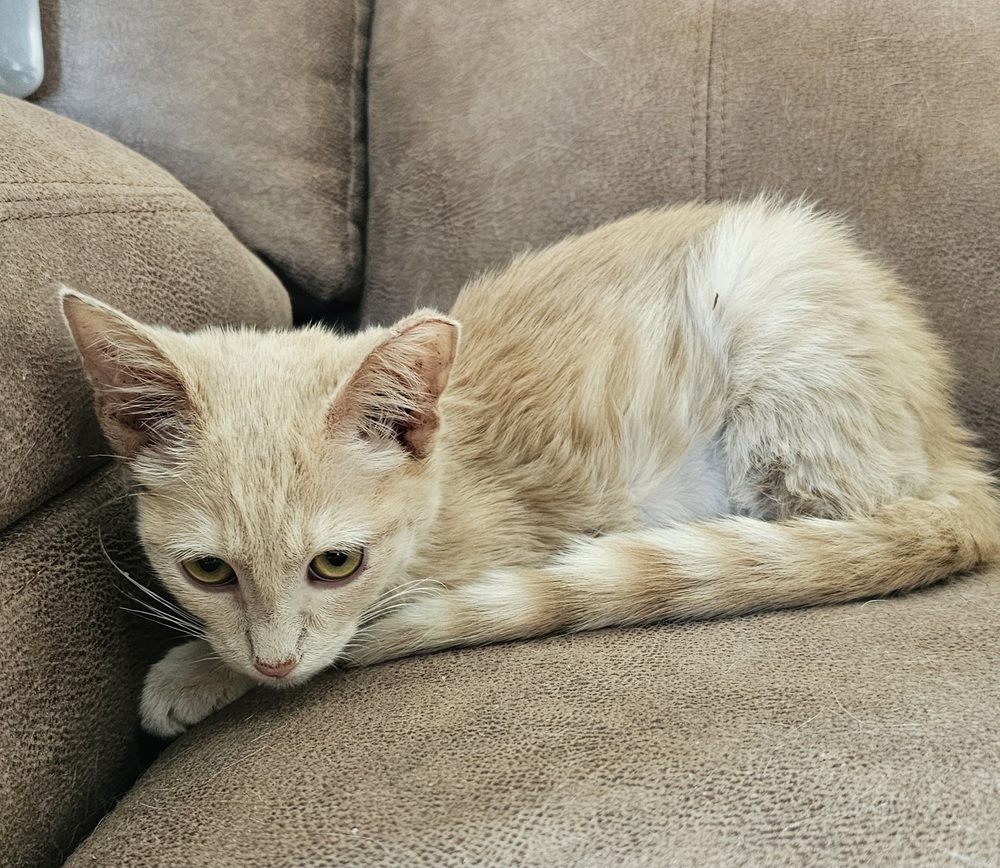 Tiana, an adoptable Domestic Short Hair in Jemez Pueblo, NM, 87024 | Photo Image 3