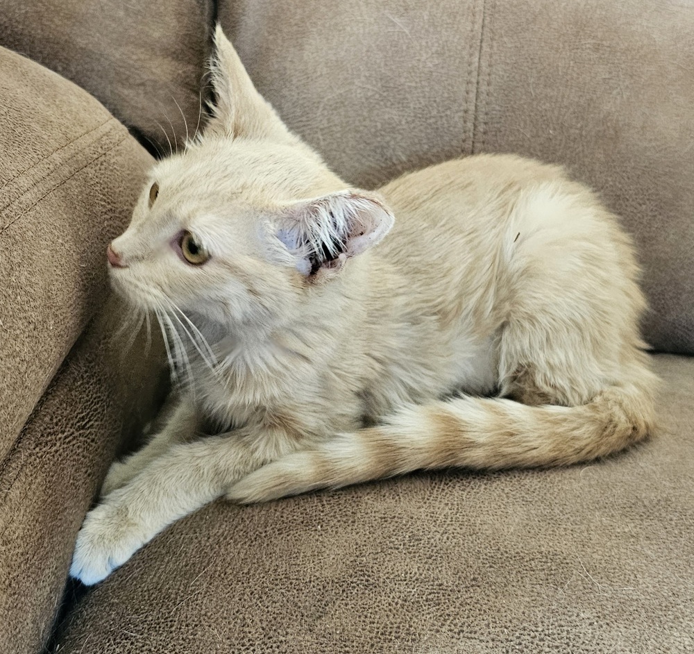 Tiana, an adoptable Domestic Short Hair in Jemez Pueblo, NM, 87024 | Photo Image 4