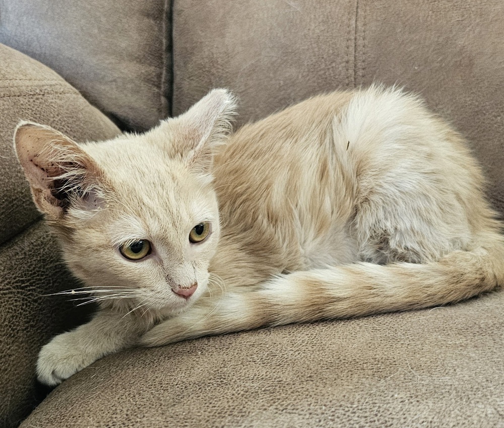 Tiana, an adoptable Domestic Short Hair in Jemez Pueblo, NM, 87024 | Photo Image 5