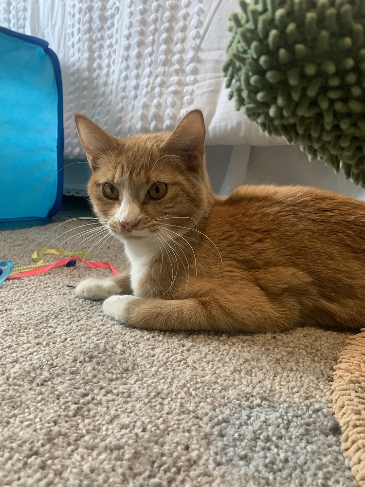 Ginger, an adoptable Domestic Short Hair in Jemez Pueblo, NM, 87024 | Photo Image 1