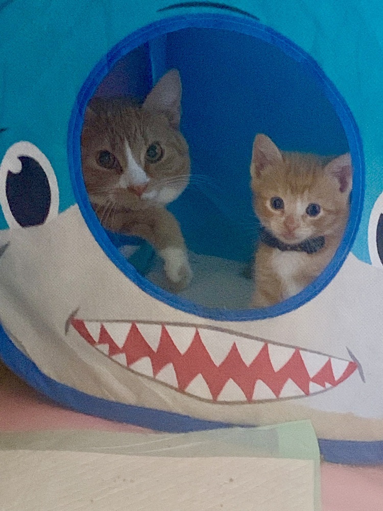 Ginger, an adoptable Domestic Short Hair in Jemez Pueblo, NM, 87024 | Photo Image 2