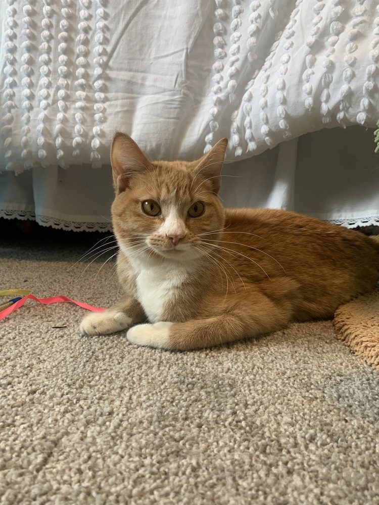 Ginger, an adoptable Domestic Short Hair in Jemez Pueblo, NM, 87024 | Photo Image 3