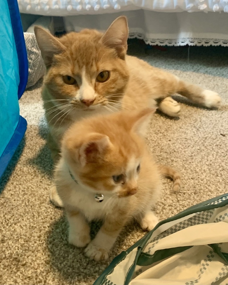 Ginger, an adoptable Domestic Short Hair in Jemez Pueblo, NM, 87024 | Photo Image 4
