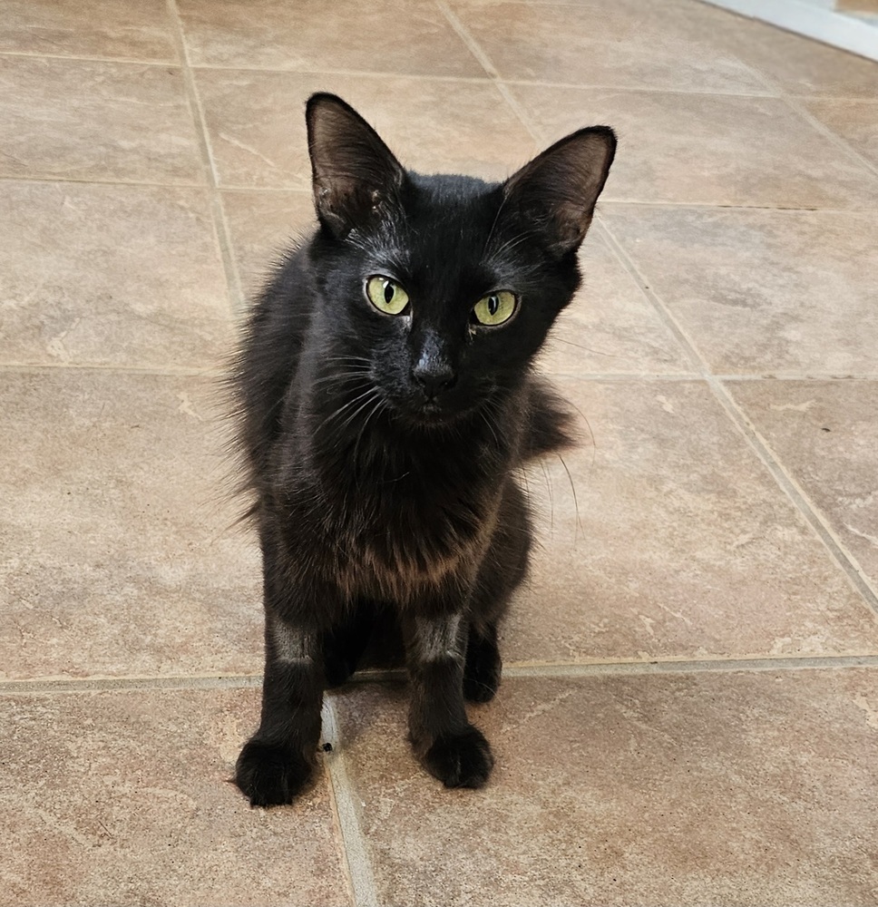 Deadbeat Debby, an adoptable Domestic Long Hair in Jemez Pueblo, NM, 87024 | Photo Image 1