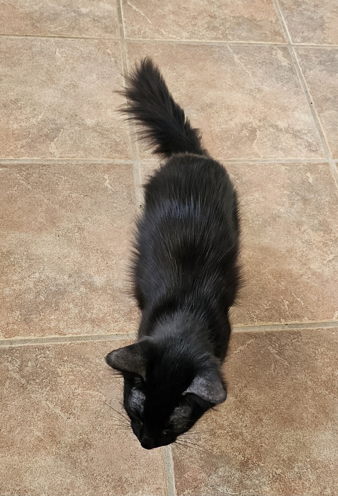 Deadbeat Debby, an adoptable Domestic Long Hair in Jemez Pueblo, NM, 87024 | Photo Image 3