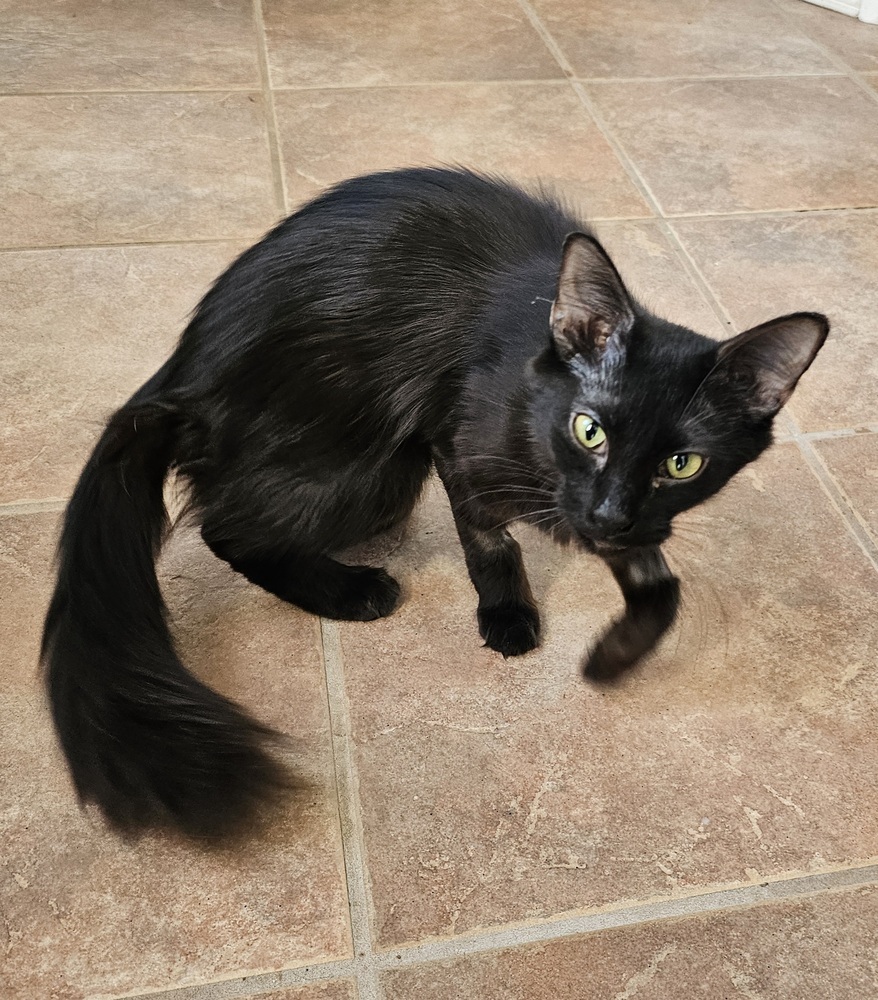 Deadbeat Debby, an adoptable Domestic Long Hair in Jemez Pueblo, NM, 87024 | Photo Image 4