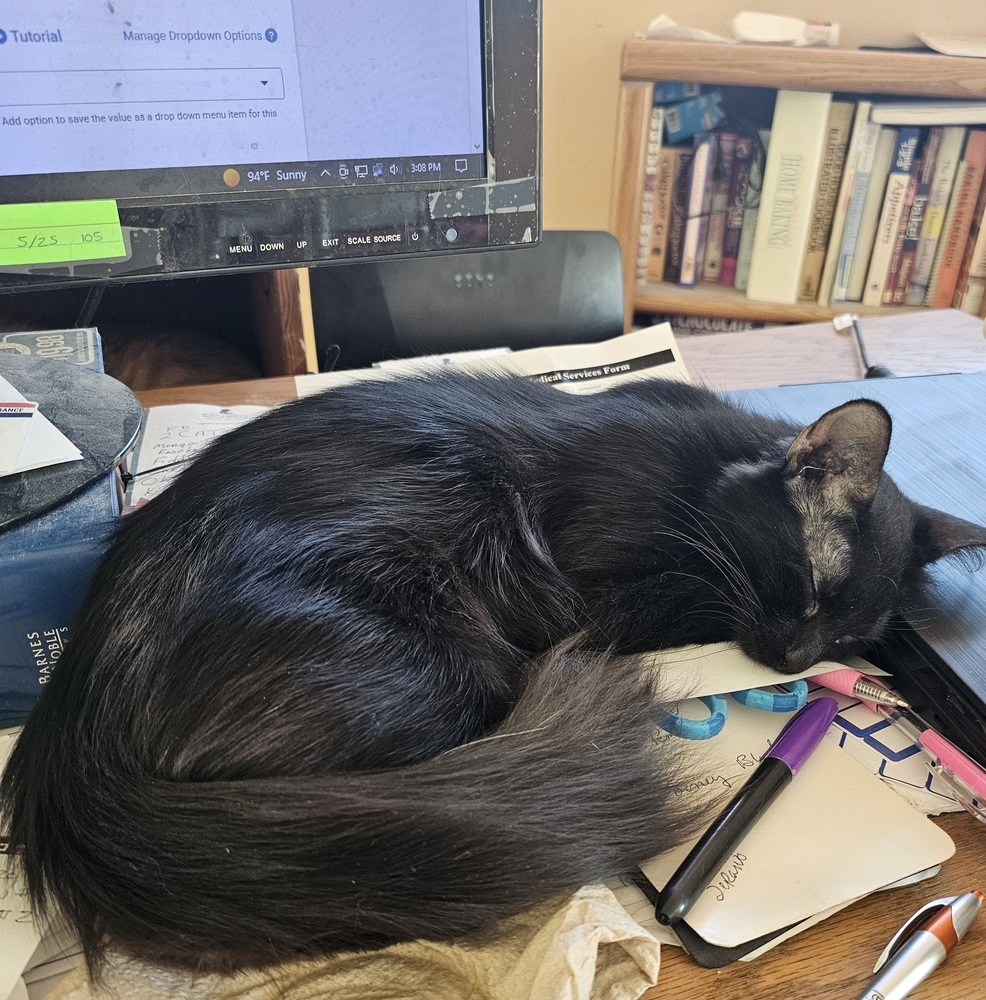 Deadbeat Debby, an adoptable Domestic Long Hair in Jemez Pueblo, NM, 87024 | Photo Image 5