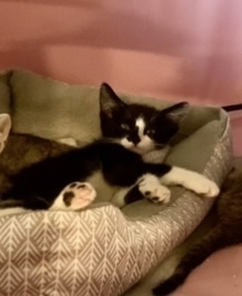 Fiona 6633, Young Female Domestic Short Hair