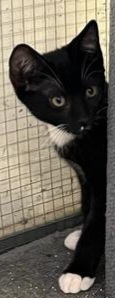 Henna 1207, an adoptable Domestic Short Hair in Jemez Pueblo, NM, 87024 | Photo Image 1