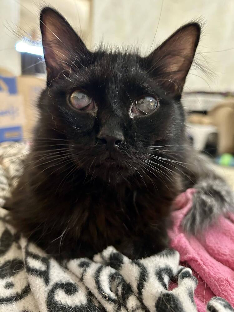 Ms J, an adoptable Domestic Short Hair in Jemez Pueblo, NM, 87024 | Photo Image 1