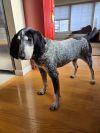 Gunner - 25002 photo 1