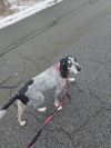 Gunner - 25002 photo 4