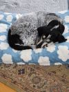 Gunner - 25002 photo 5