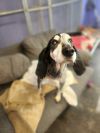Gunner - 25002 photo 6
