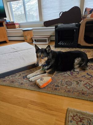 Gemma - 25001, Senior Female unknown