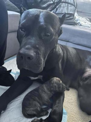 You can fill out an adoption application online on our official websiteBrooklyn NY is a female Pr