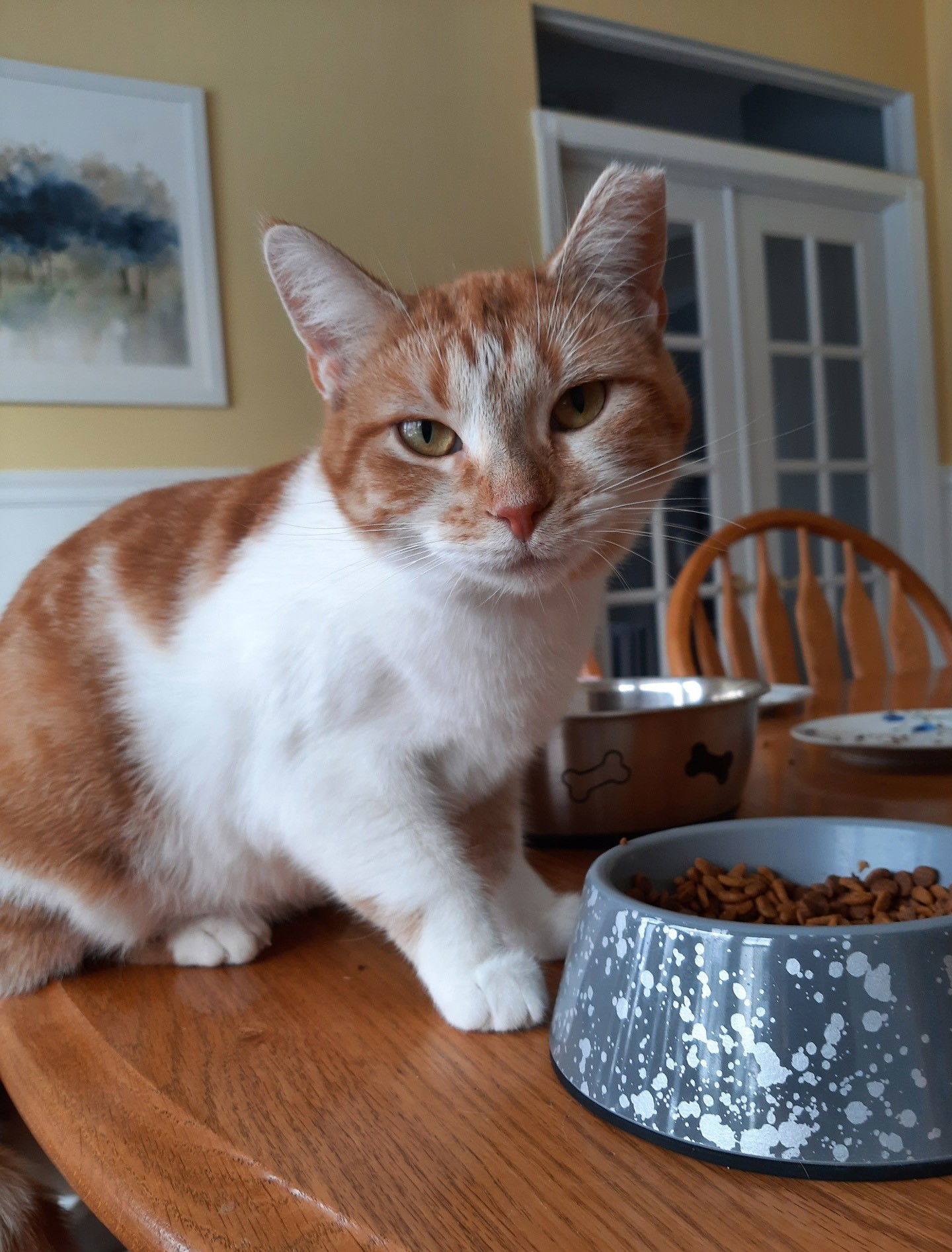 Peaches, an adoptable Domestic Short Hair in Traverse City, MI, 49686 | Photo Image 1