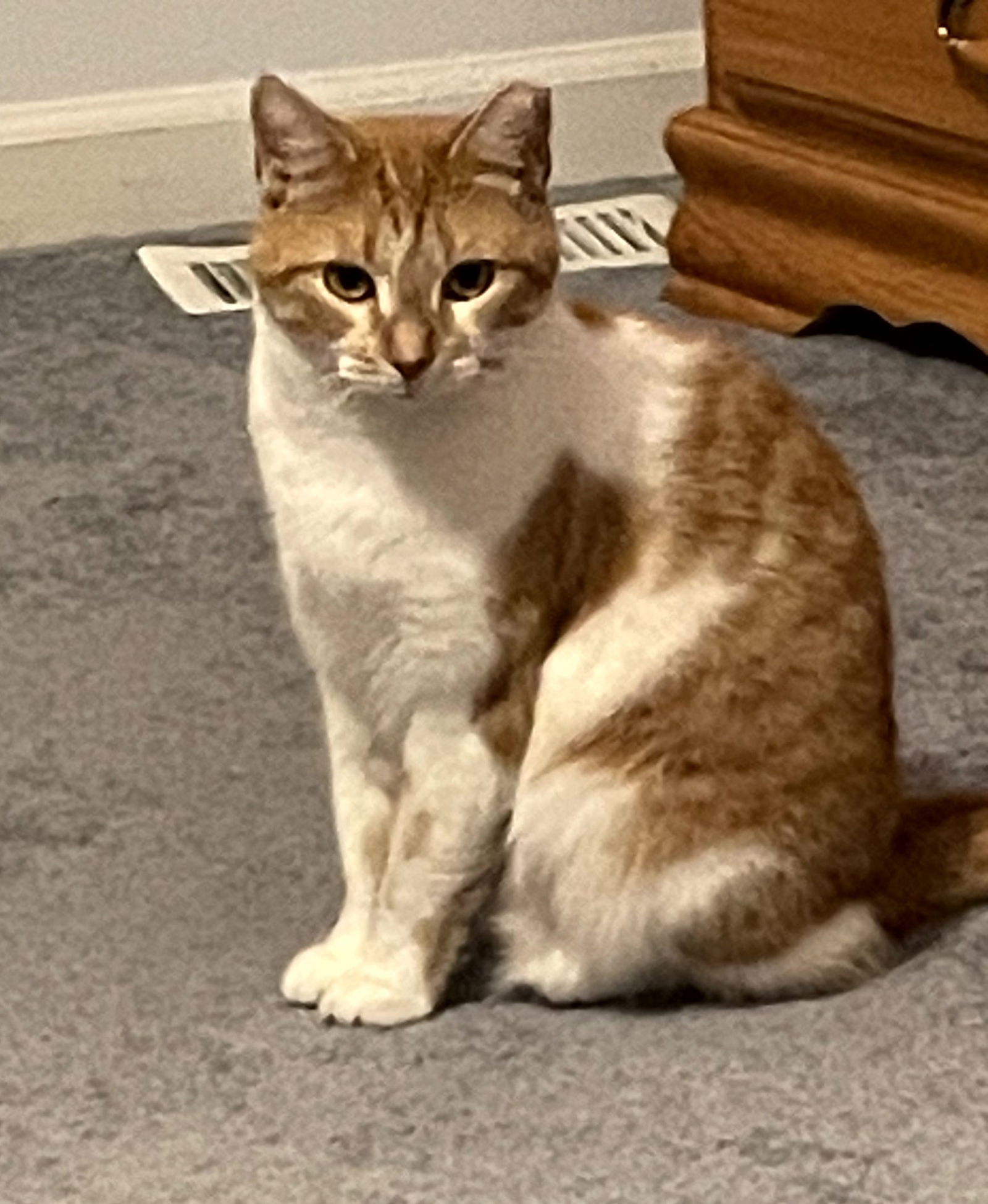 Peaches, an adoptable Domestic Short Hair in Traverse City, MI, 49686 | Photo Image 1