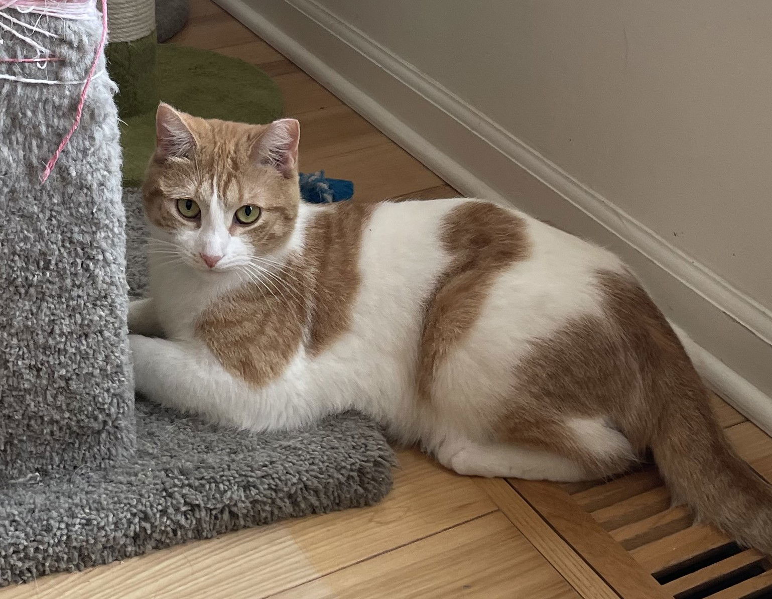 Herb, an adoptable Domestic Short Hair in Traverse City, MI, 49686 | Photo Image 2