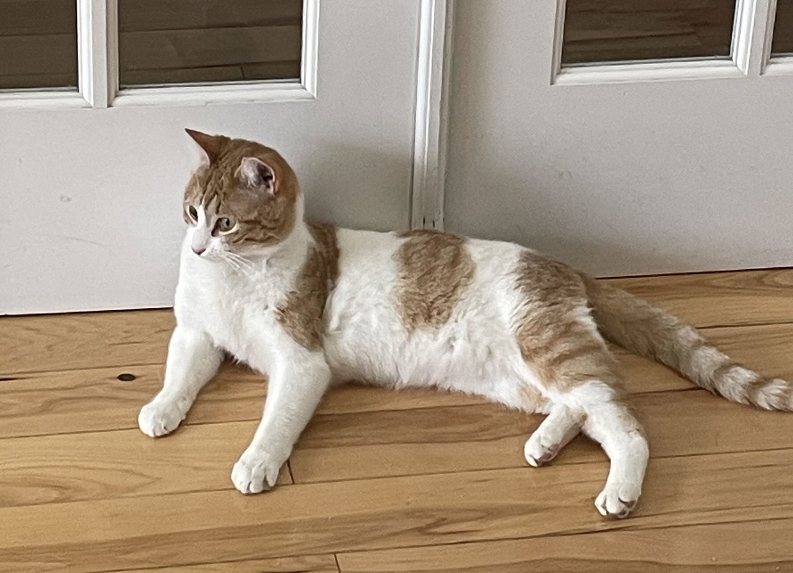 Herb, an adoptable Domestic Short Hair in Traverse City, MI, 49686 | Photo Image 3