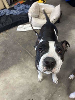 Mickey, Senior Male Pit Bull Terrier
