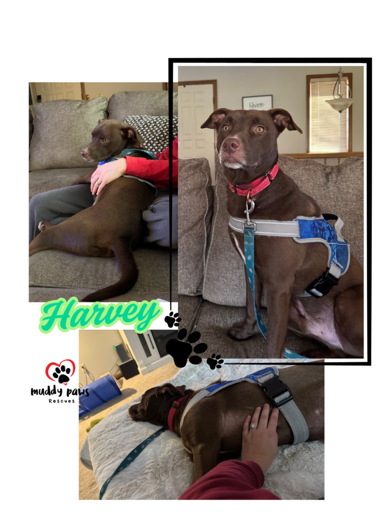 Harvey