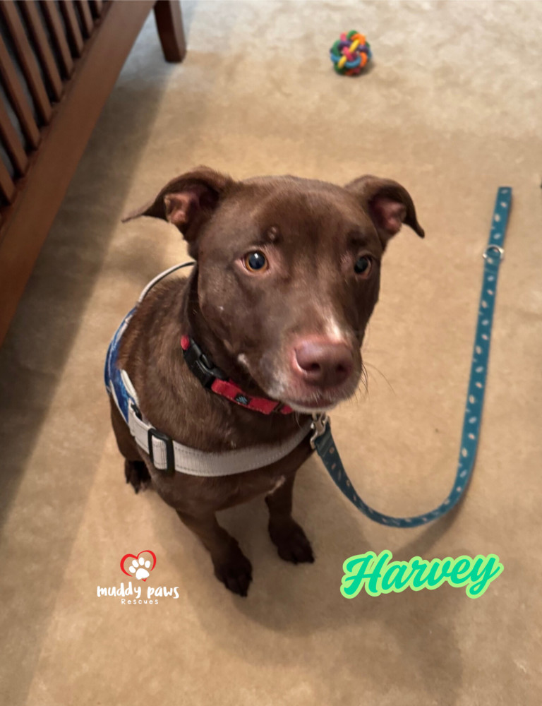 Harvey