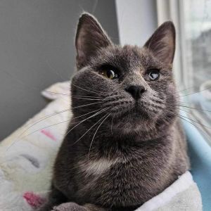 Smokey, Adult Female Domestic Short Hair