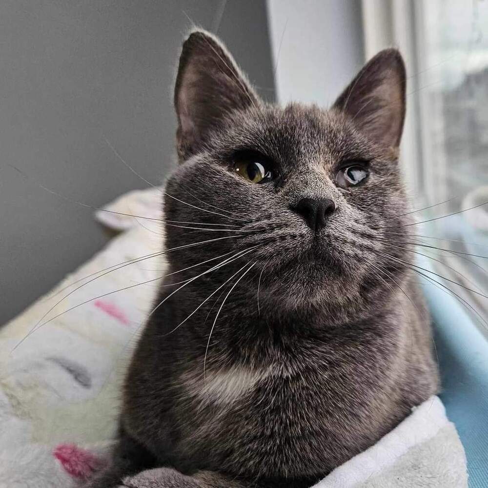 Smokey, an adoptable Domestic Short Hair, Russian Blue in Vancouver, WA, 98661 | Photo Image 1