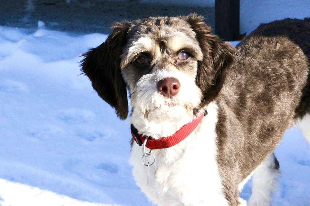 Rudy, an adoptable Cockapoo, Poodle in East Greenville, PA, 18041 | Photo Image 1