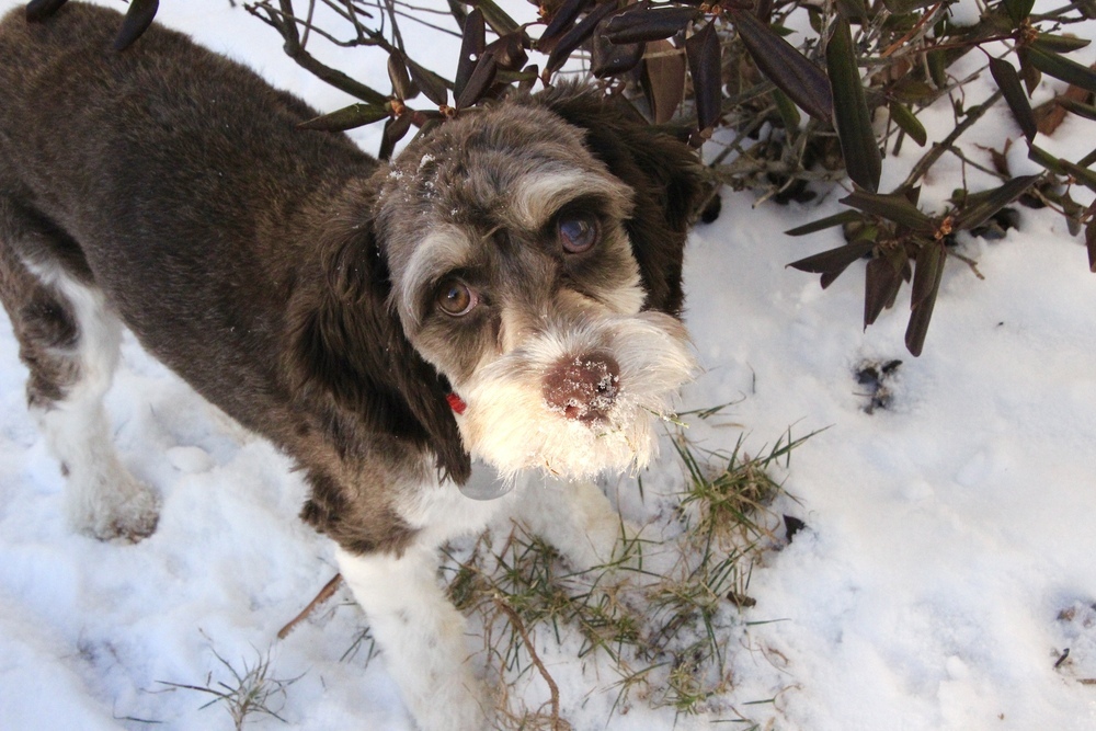 Rudy, an adoptable Cockapoo, Poodle in East Greenville, PA, 18041 | Photo Image 2