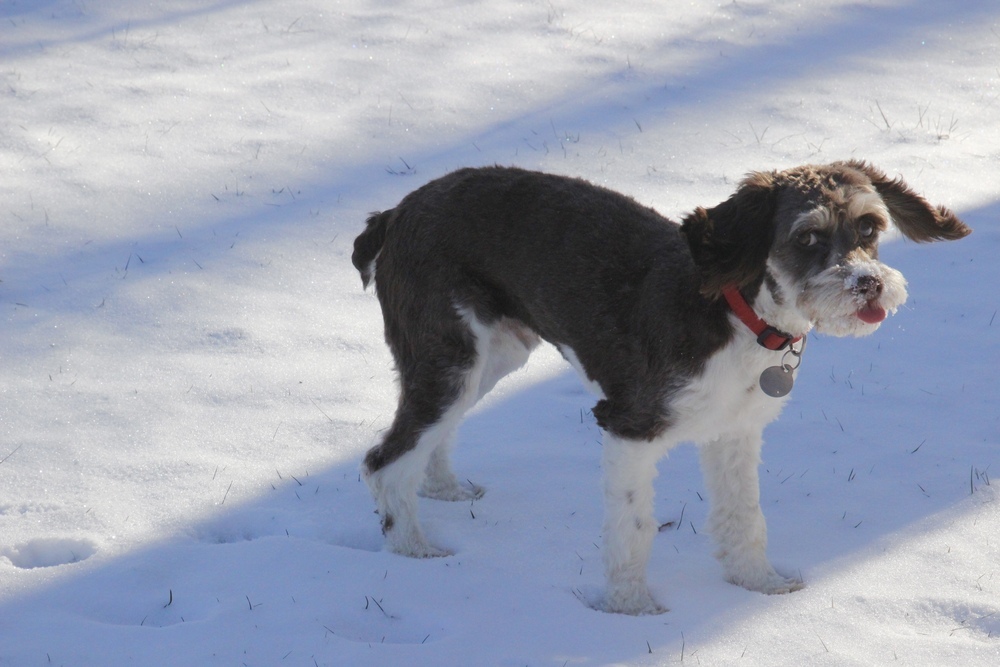 Rudy, an adoptable Cockapoo, Poodle in East Greenville, PA, 18041 | Photo Image 3