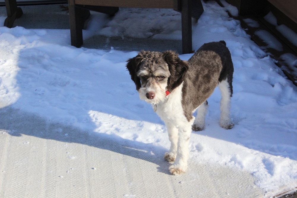 Rudy, an adoptable Cockapoo, Poodle in East Greenville, PA, 18041 | Photo Image 4