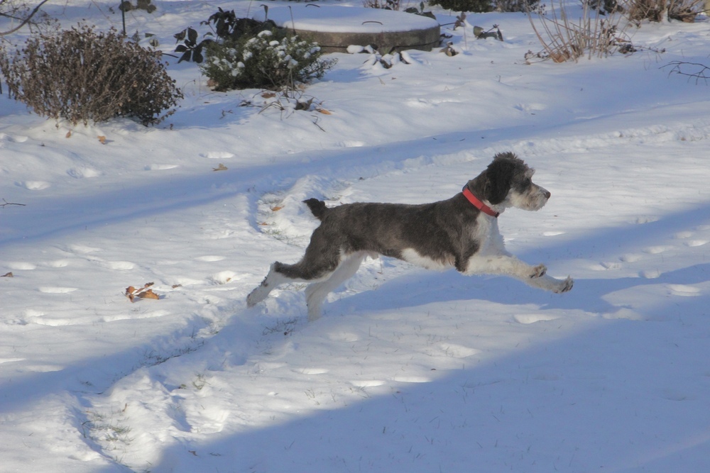 Rudy, an adoptable Cockapoo, Poodle in East Greenville, PA, 18041 | Photo Image 5