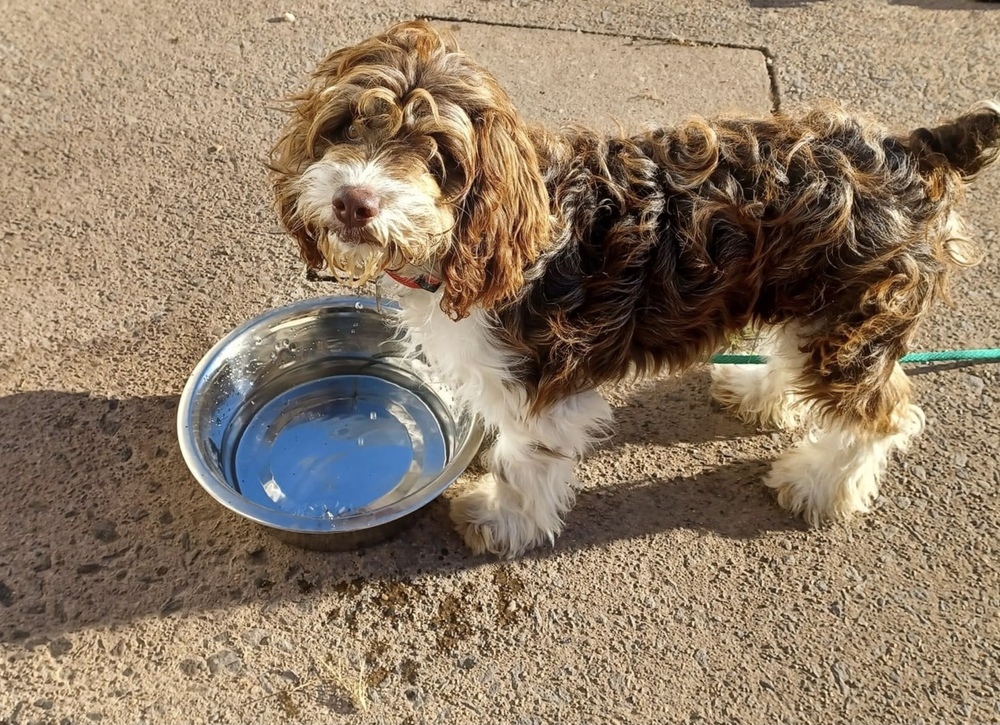 Rudy, an adoptable Cockapoo, Poodle in East Greenville, PA, 18041 | Photo Image 6