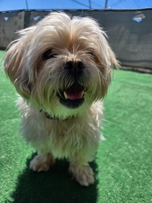 Chase, Senior Male Shih Tzu