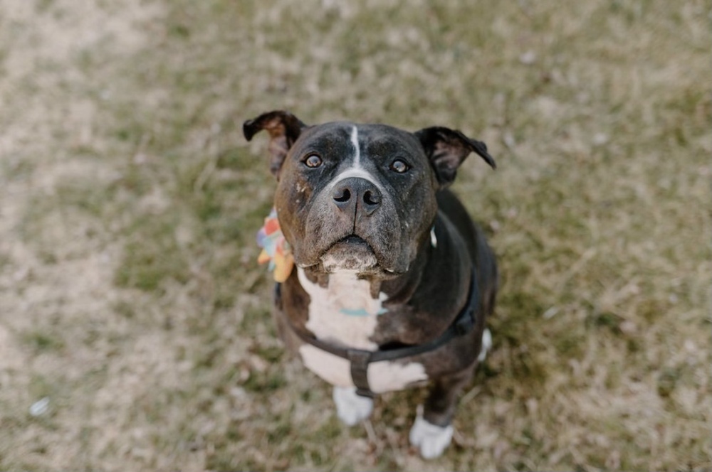 Josie