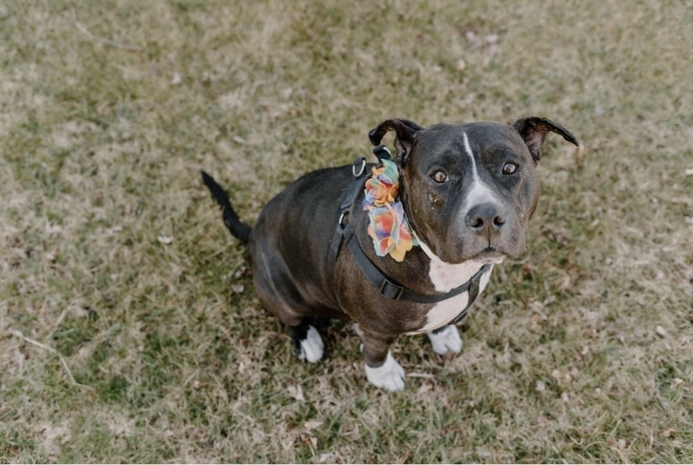 Josie