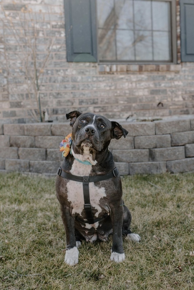 Josie