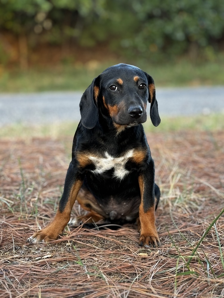 Axel