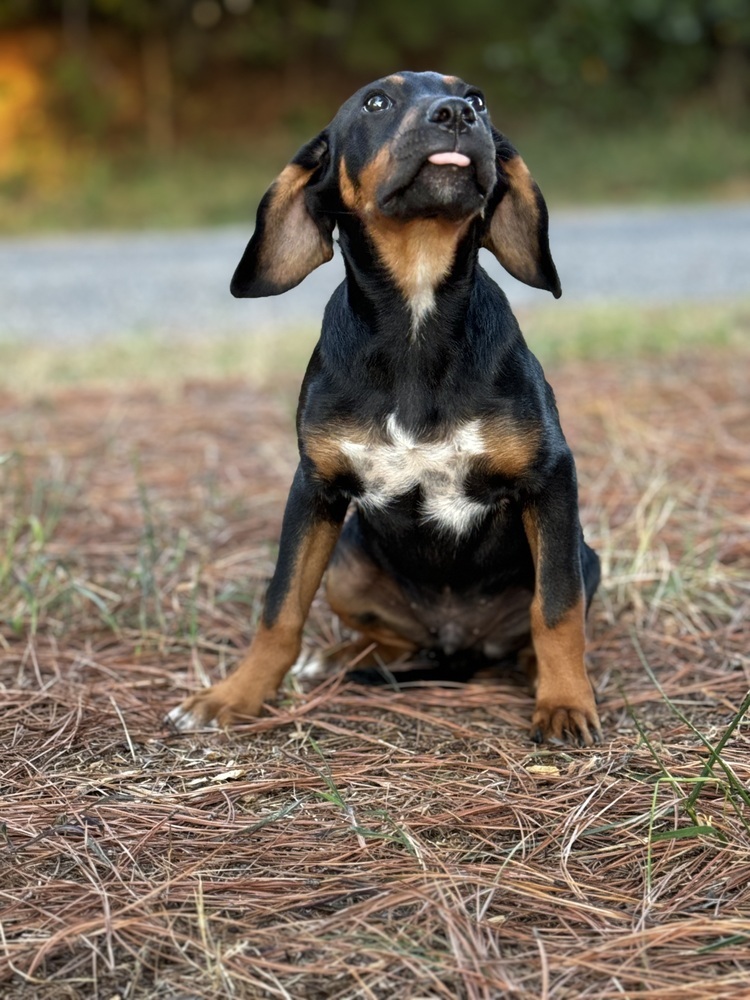 Axel