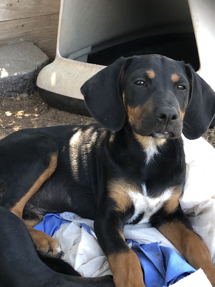 Axel