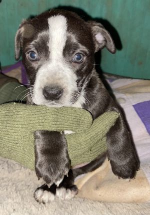 Kara, Baby Female Dachshund