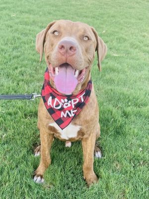 Milo, Young Male Pit Bull Terrier