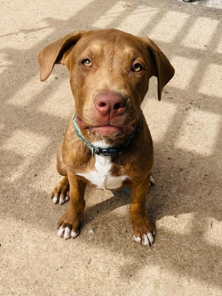 Milo