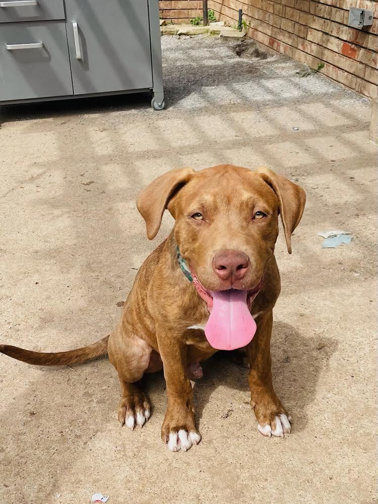Milo