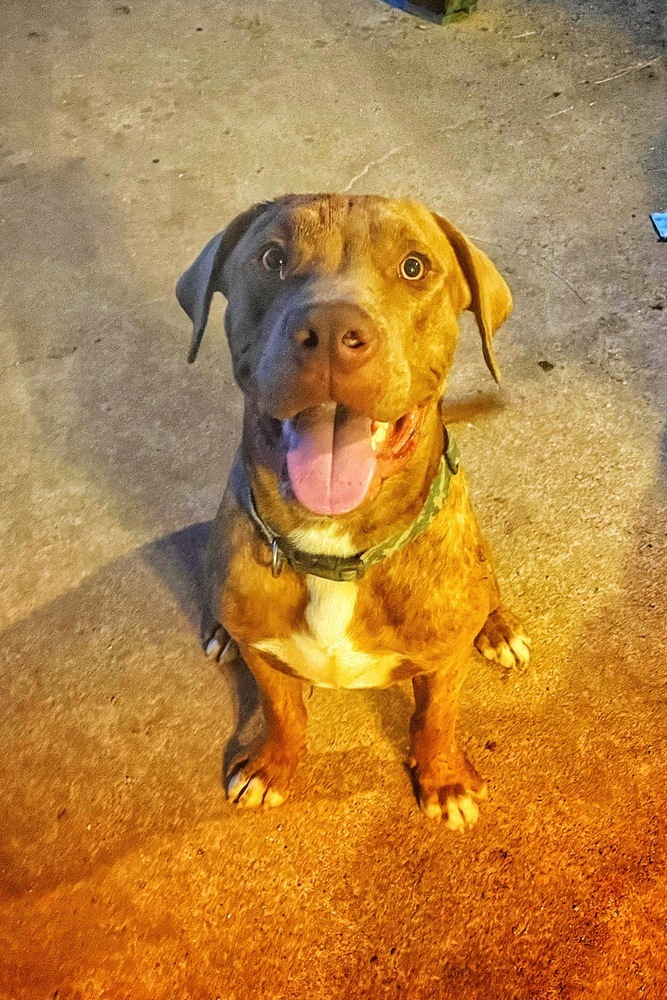 Milo