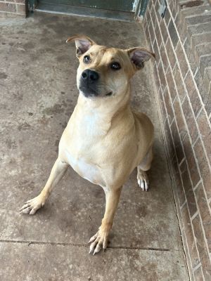 Goldie, Adult Female Pit Bull Terrier