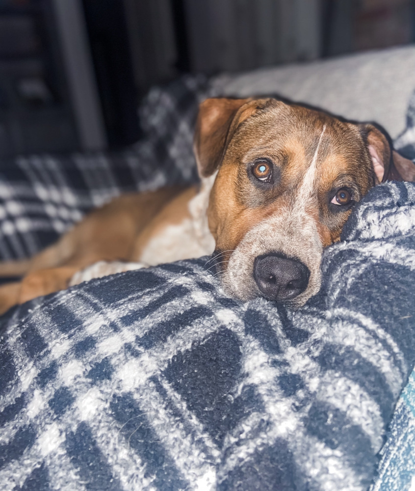 Arlo