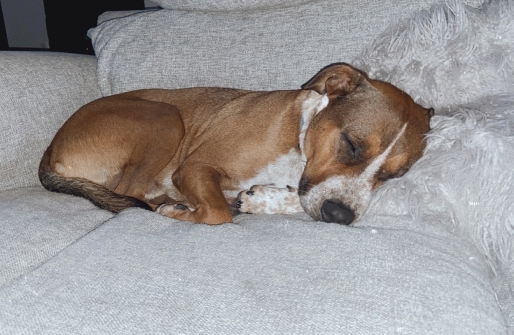 Arlo